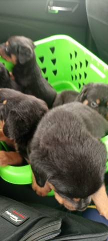 Venda Crias de rottweiler