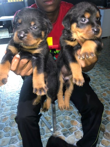 Venda Crias de rottweiler