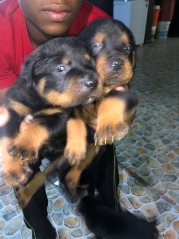 Venda Crias de rottweiler