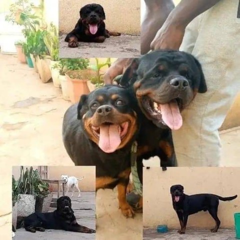 Venda Crias de rottweiler