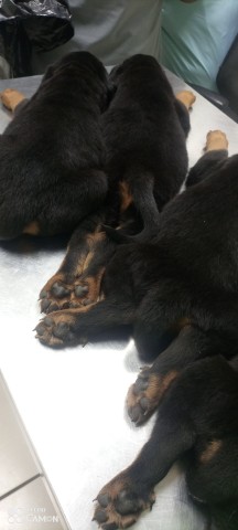 Venda Crias de rottweiler