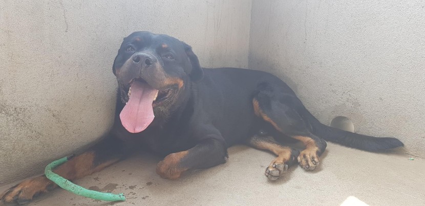 Venda Rottweilers
