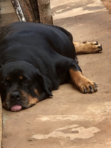 Venda Rottweilers
