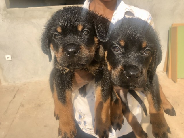 Venda Rottweilers