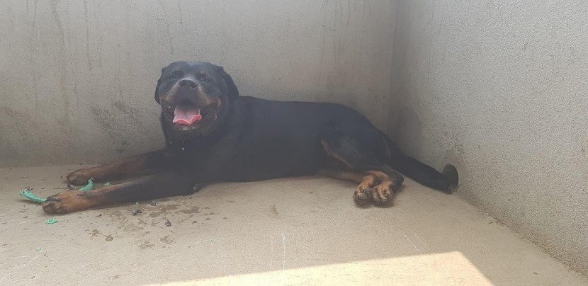 Venda Rottweilers