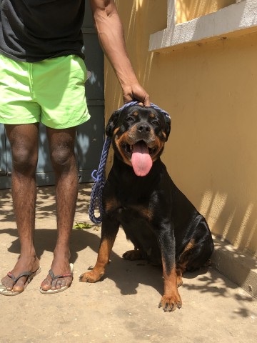 Venda Rottweilers