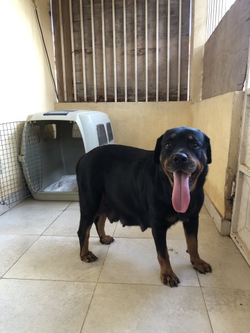 Venda Rottweilers