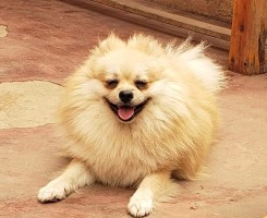 A venda Canil Mente7 Canina tem várias raças faça visitas