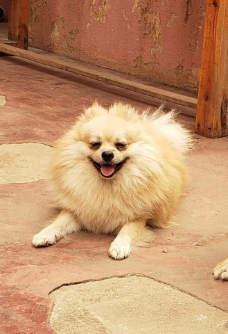 Venda Canil Mente7 Canina tem várias raças faça visitas