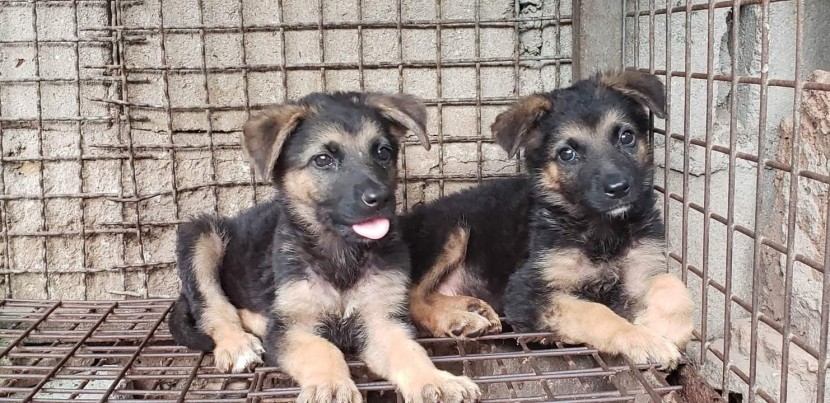 Venda Canil Mente7 Canina tem várias raças faça visitas