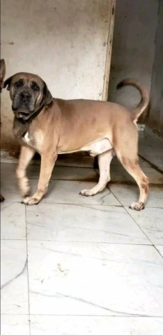 Venda Canil Mente7 Canina tem várias raças faça visitas
