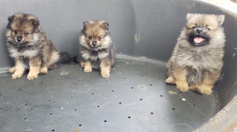 Venda Canil Mente7 Canina tem várias raças faça visitas