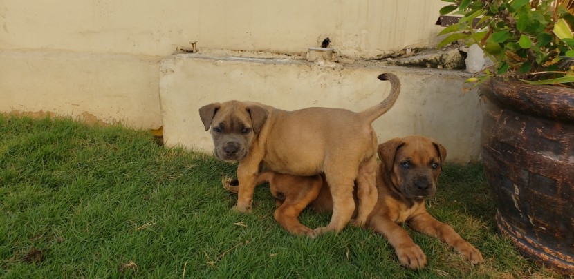 Venda Canil Mente7 Canina tem várias raças faça visitas