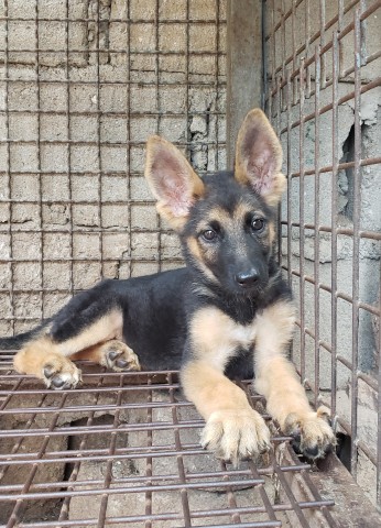 Venda Canil Mente7 Canina tem várias raças faça visitas