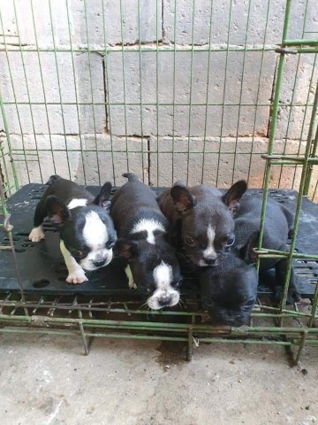 Venda Canil Mente7 Canina tem várias raças faça visitas