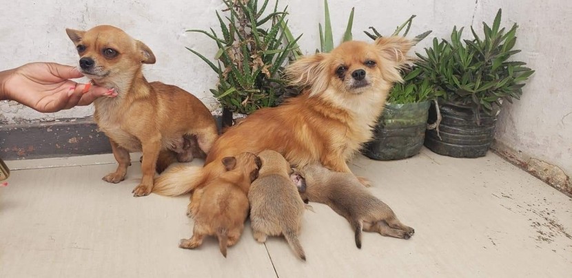 Venda Canil Mente7 Canina tem várias raças faça visitas