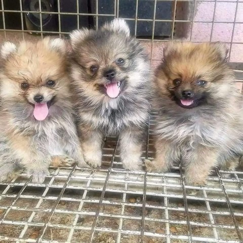 Venda Canil Mente7 Canina tem várias raças faça visitas