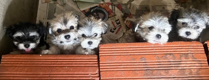 Venda Canil Mente7 Canina tem várias raças faça visitas