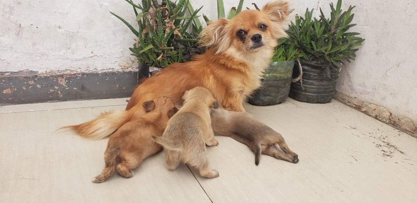 Venda Canil Mente7 Canina tem várias raças faça visitas