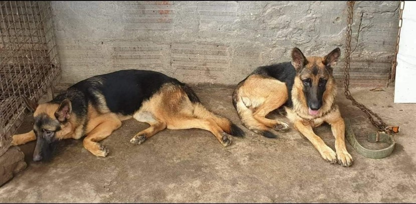 Venda Canil Mente7 Canina tem várias raças faça visitas