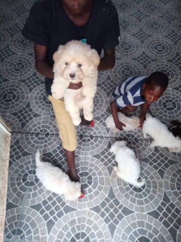 Venda Canil Mente7 Canina tem várias raças faça visitas