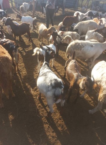 Venda COMPRE JA O SEU ANIMAL