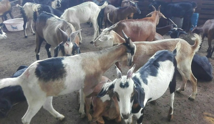 Venda COMPRE JA O SEU ANIMAL