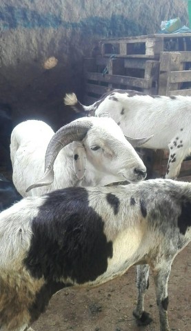 Venda COMPRE JA O SEU ANIMAL