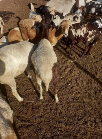 Venda COMPRE JA O SEU ANIMAL