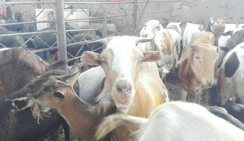 Venda COMPRE JA O SEU ANIMAL