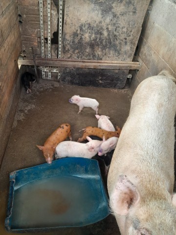 Venda COMPRE JA O SEU ANIMAL