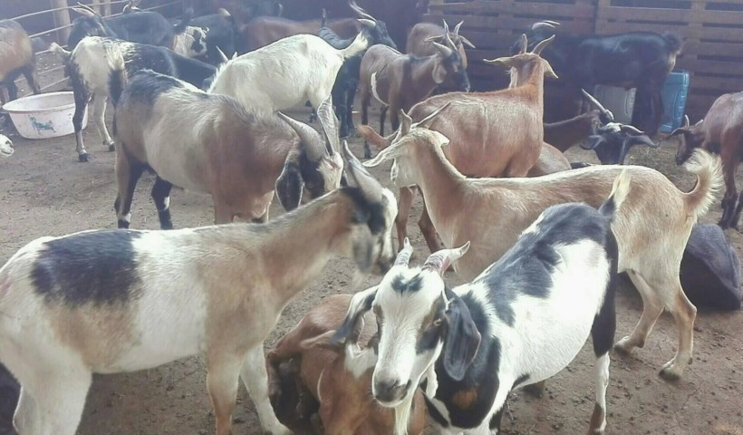Venda COMPRE JA O SEU ANIMAL