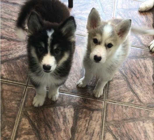 Venda Husky siberiano