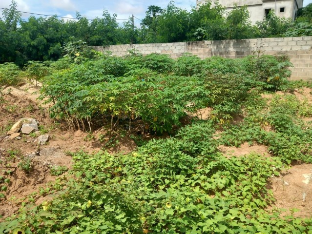 Venda Terreno 25/15 já vedado