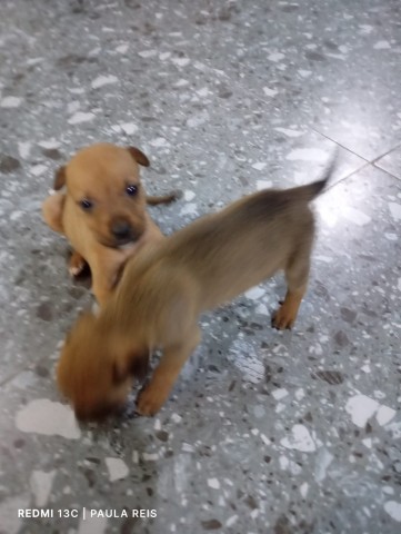 Venda Cruzamento de rottweiler e pitbull
