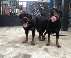 A venda Reserva de crias de Rottweilers