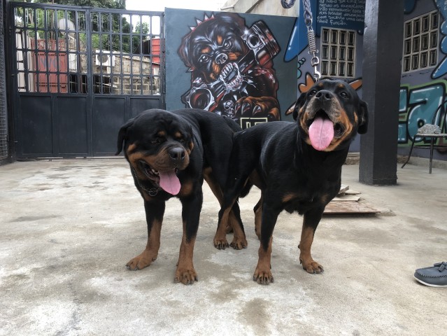 Venda Reserva de crias de Rottweilers