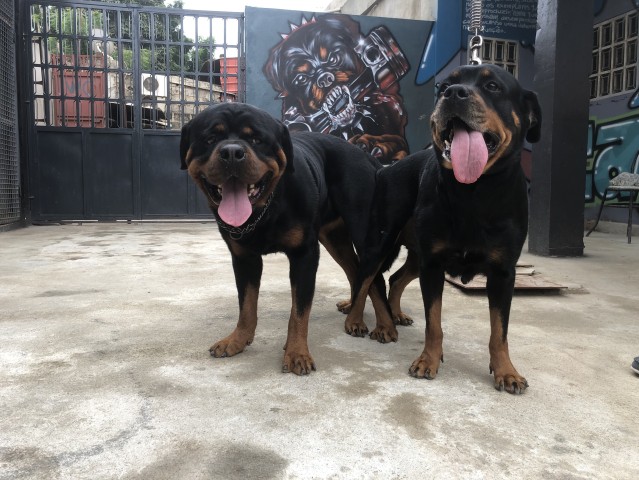 Venda Reserva de crias de Rottweilers
