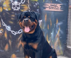 A venda Filhotes de Rottweiler à Venda