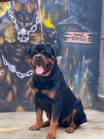 Venda Filhotes de Rottweiler à Venda