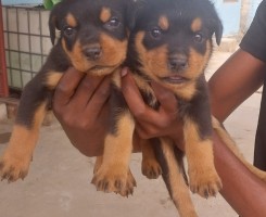 A venda Rotweilers