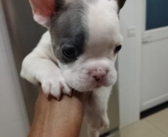 A venda Bulldog francês