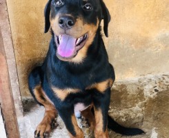 A venda Filhote de Rottweiler