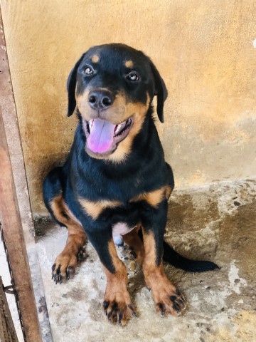 Venda Filhote de Rottweiler