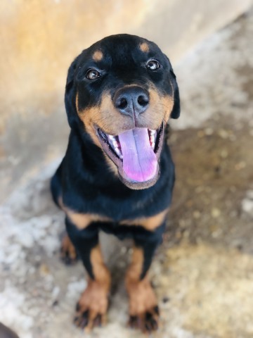 Venda Filhote de Rottweiler