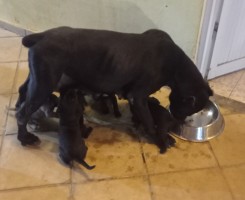 A venda CANE CORSO