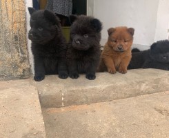 A venda Vende-se chaw-chaw
