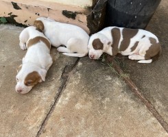 A venda Crias de Pitbull Black Nose
