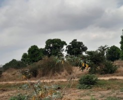 A venda Terreno de 1 hectare no KM36 arredores do novo aeroporto internacional...