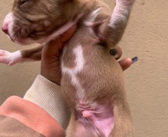 A venda Pitbull